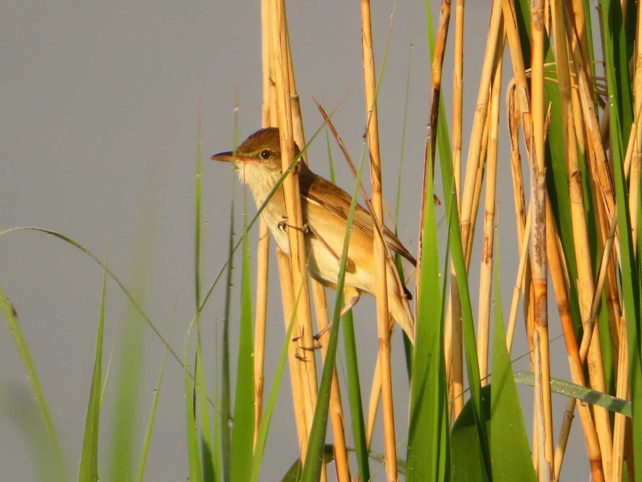 Photo of Oriental Reed Warbler at Inashiki by ゆ