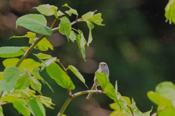 Japanese Bush Warbler 浄瑠璃寺 石仏の道 Sun, 4/28/2024