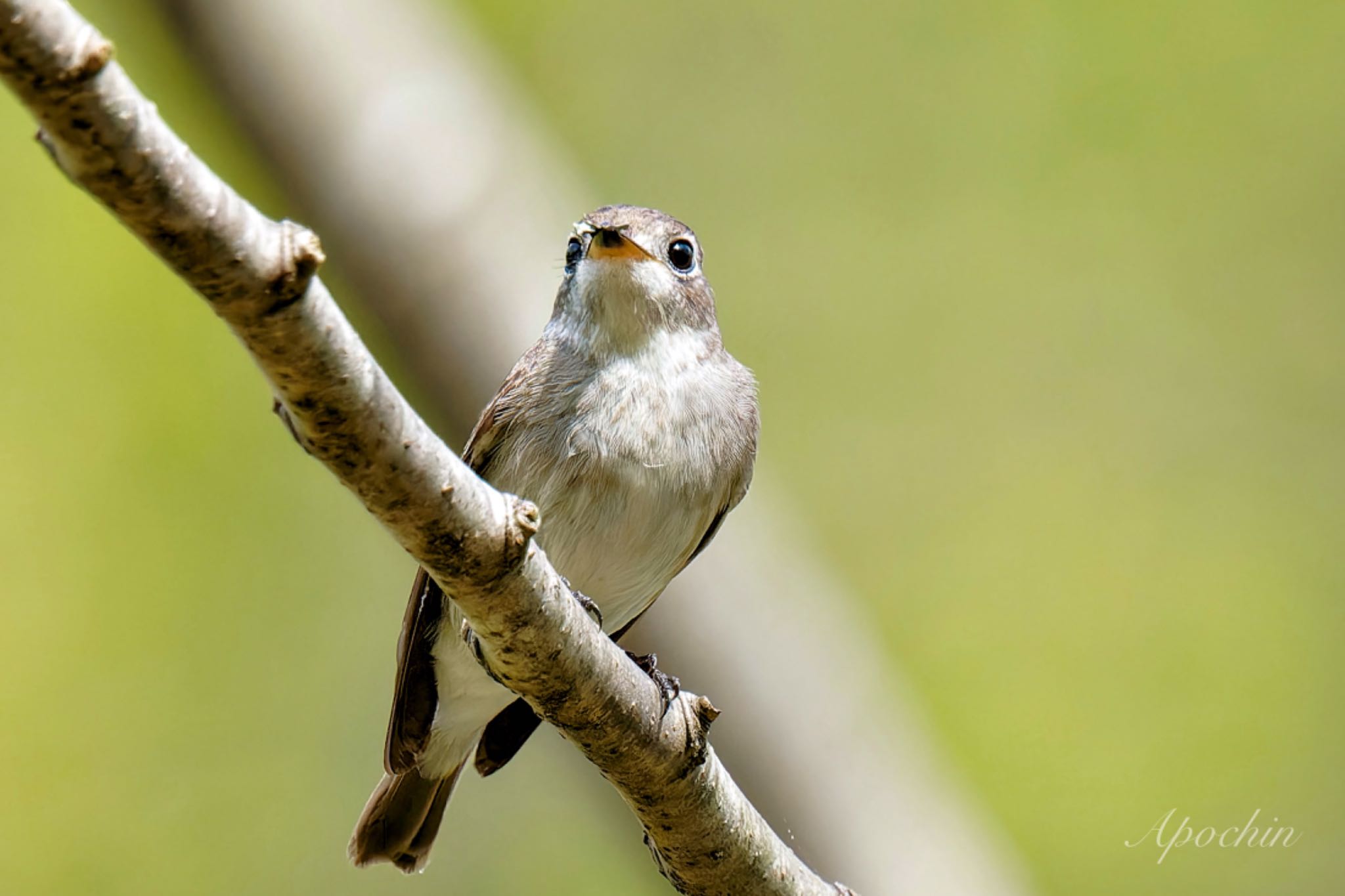 Photo of Asian Brown Flycatcher at 北杜市 by アポちん
