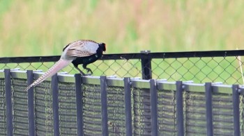 Green Pheasant 平城宮跡 Sun, 4/28/2024