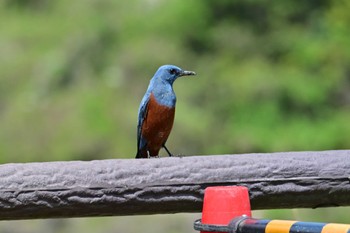 Blue Rock Thrush 布目ダム Sun, 4/28/2024