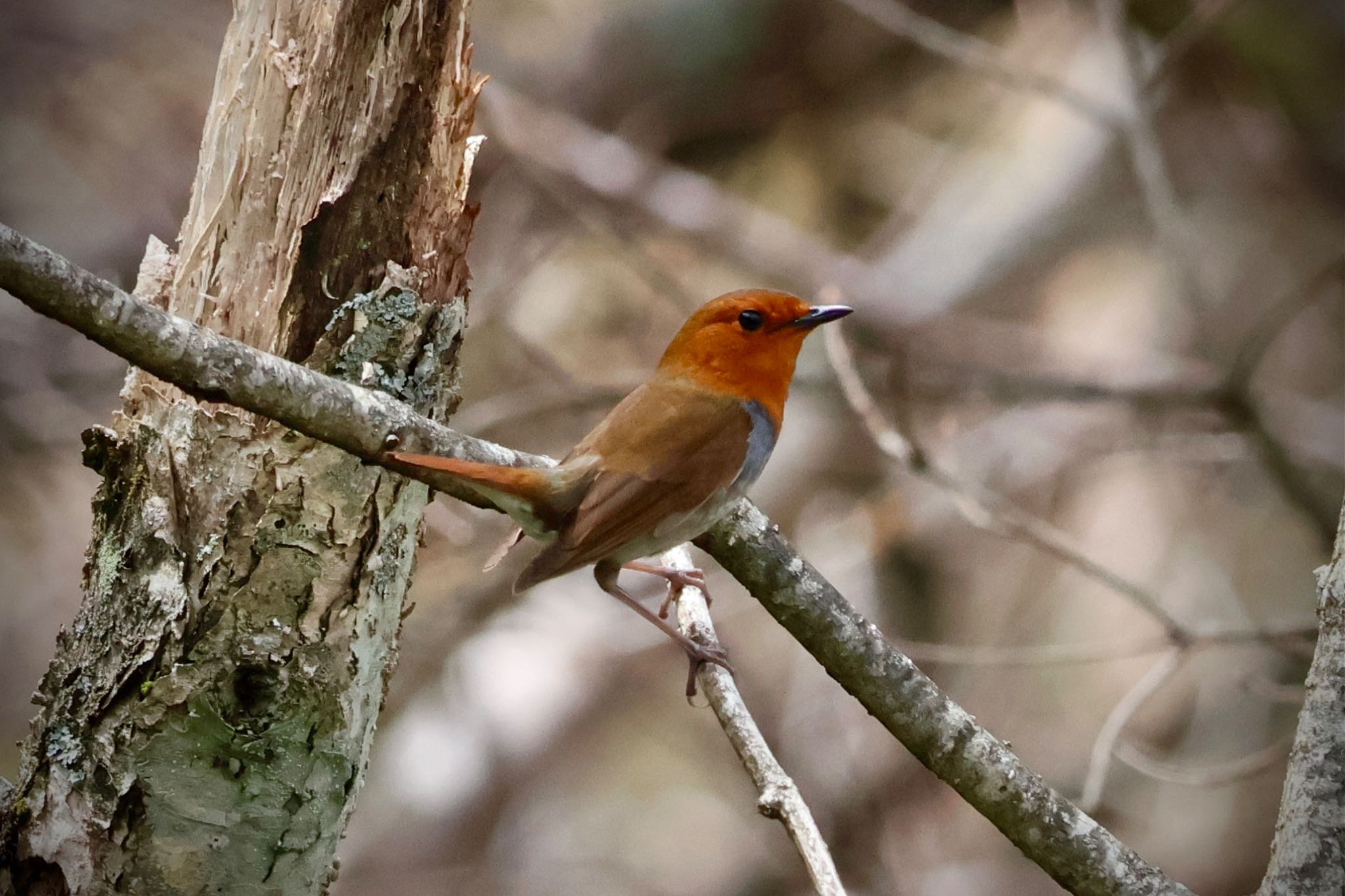 Japanese Robin