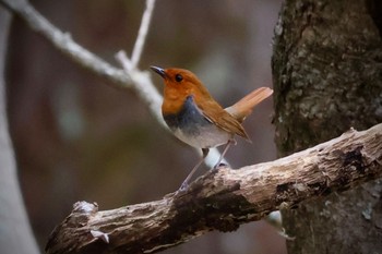 Mon, 4/29/2024 Birding report at 八千穂高原