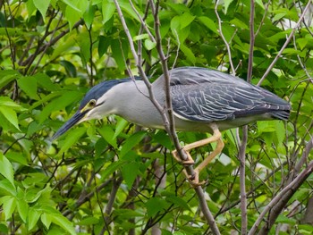 Striated Heron Ukima Park Tue, 4/30/2024