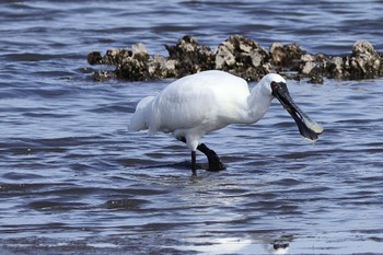 クロツラヘラサギ 葛西臨海公園 2024年4月13日(土)