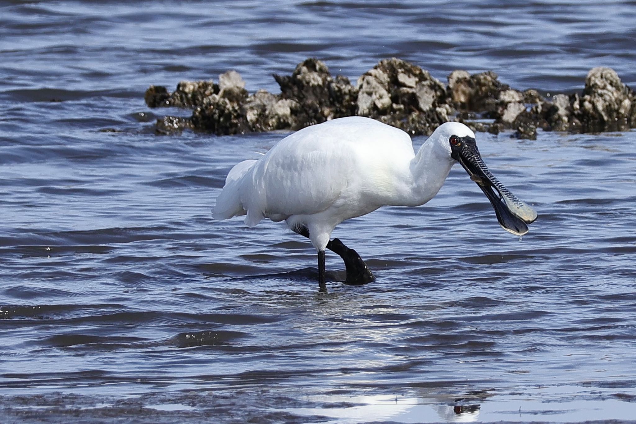 Black-faced Spoonbill