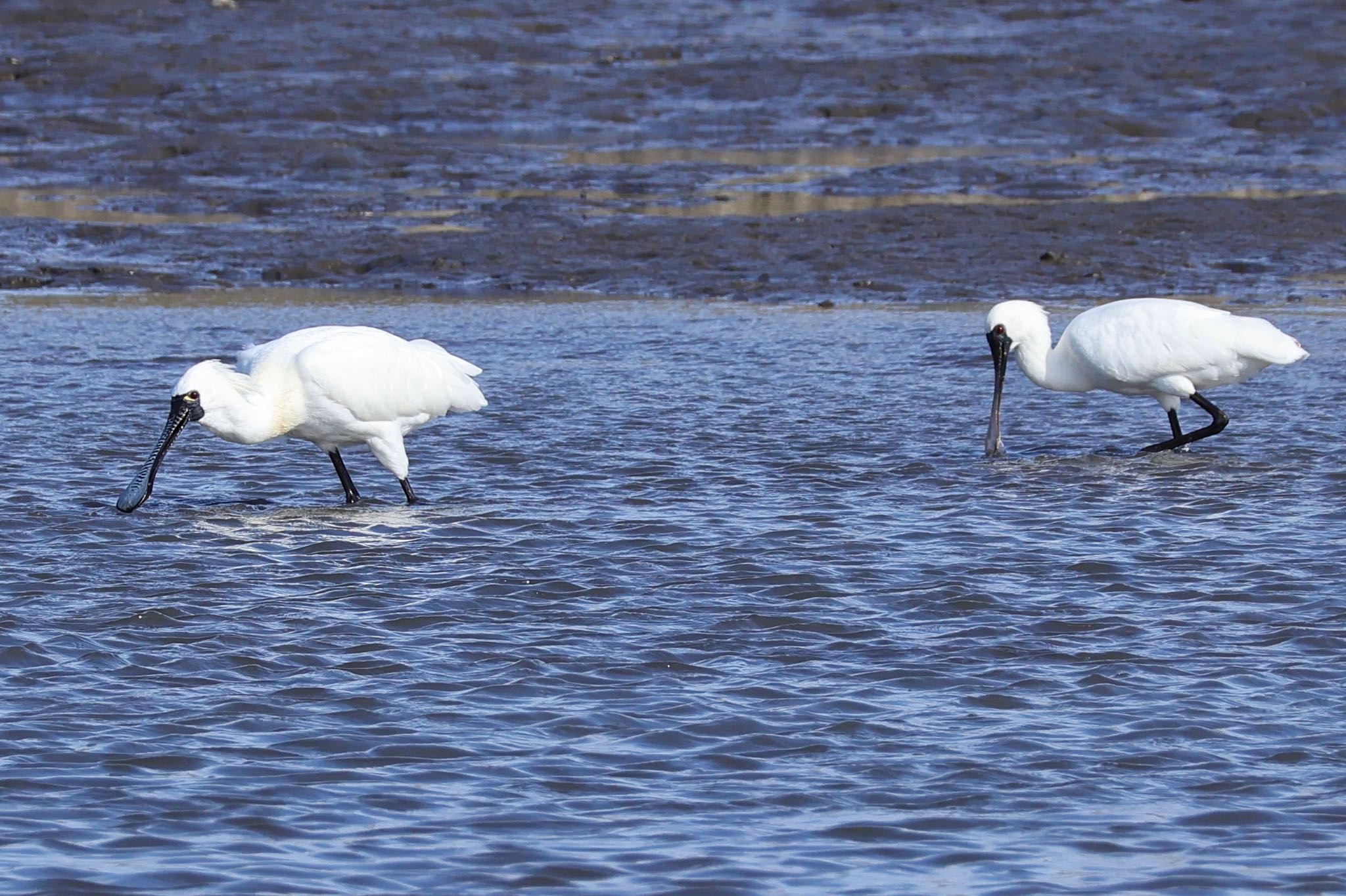 Photo of Black-faced Spoonbill at Kasai Rinkai Park by ToriaTama