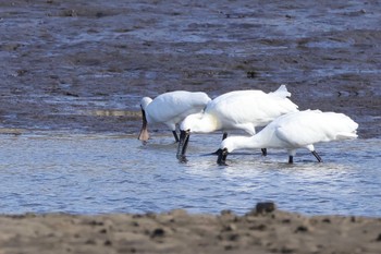 クロツラヘラサギ 葛西臨海公園 2024年4月13日(土)