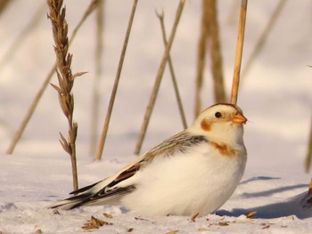 Snow Bunting 鵡川河口 Sun, 1/28/2024