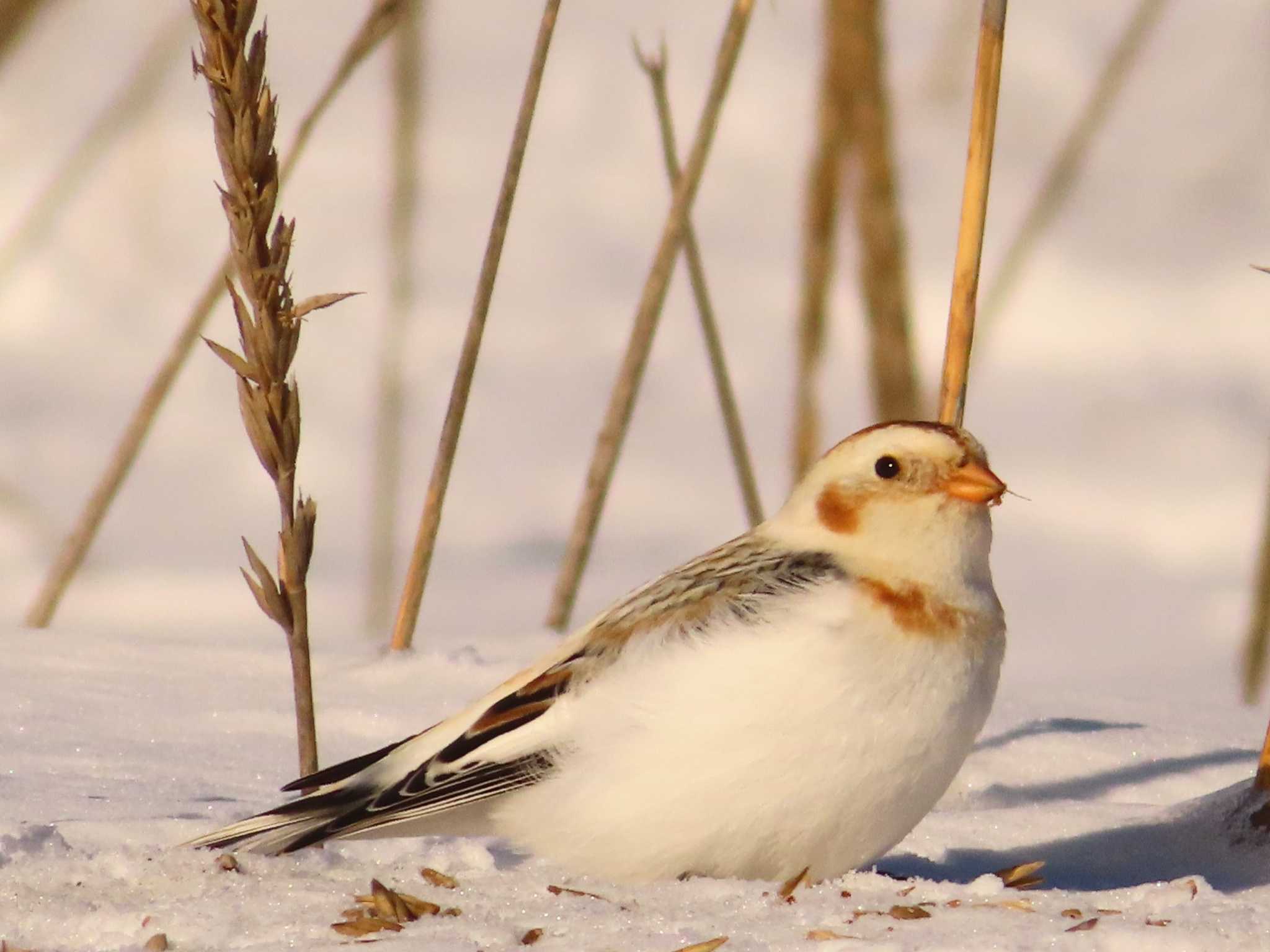 Snow Bunting