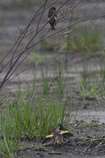 Grey-capped Greenfinch 愛媛県新居浜市 Mon, 4/29/2024