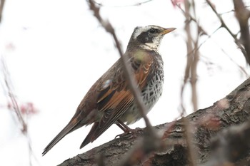 Dusky Thrush Osaka castle park Sun, 3/31/2024