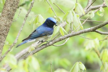 Blue-and-white Flycatcher 長野県上伊那 Sat, 4/27/2024