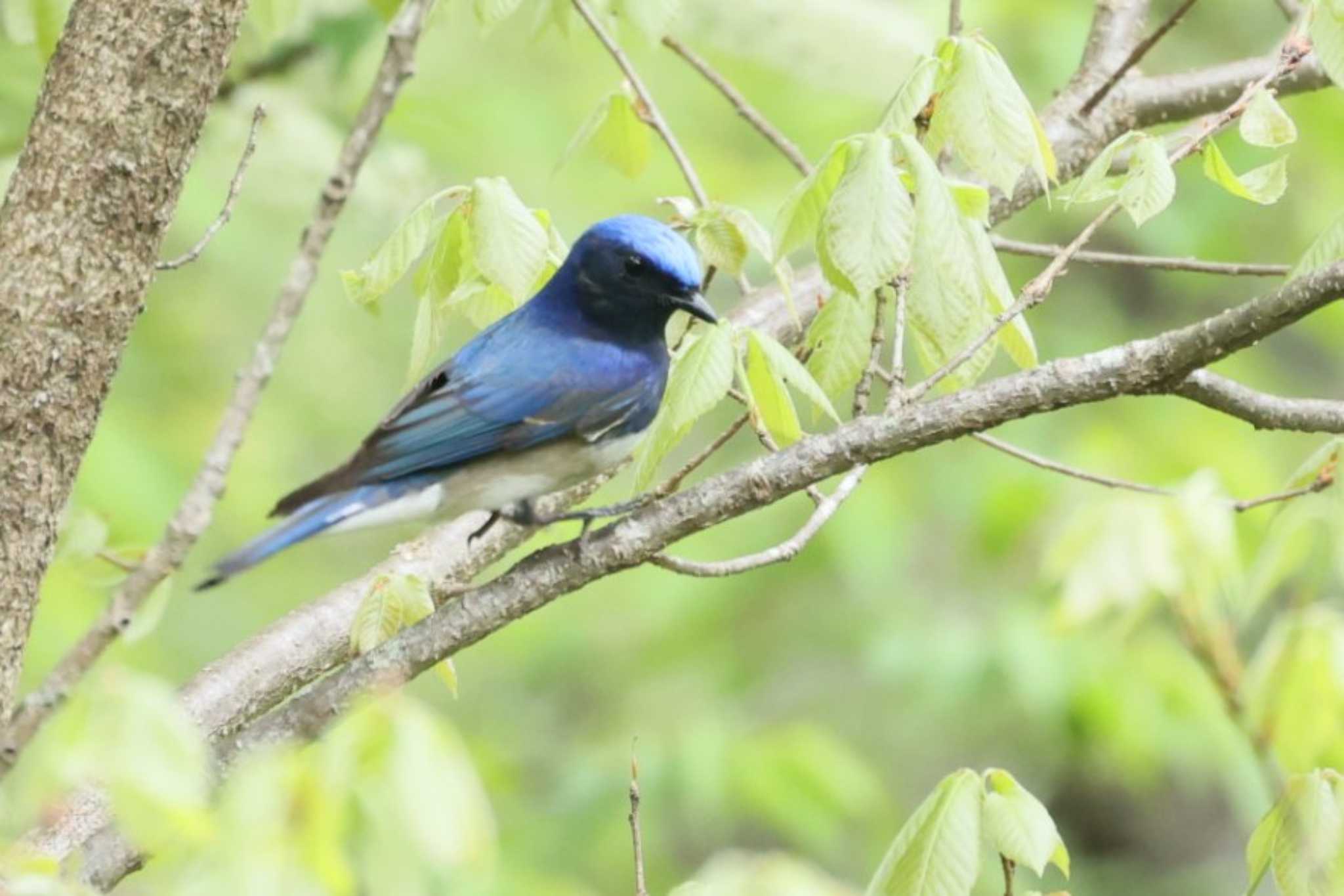 Blue-and-white Flycatcher