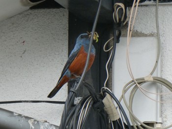 Blue Rock Thrush 秦野市 Sun, 5/15/2022