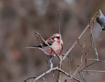 Siberian Long-tailed Rosefinch 八ヶ岳 Sat, 3/9/2024