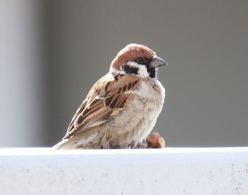Eurasian Tree Sparrow 甲府 Fri, 3/1/2024