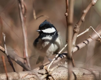 ヒガラ 西湖野鳥の森公園 2024年3月3日(日)