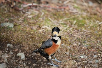 Varied Tit 西湖野鳥の森公園 Sun, 3/31/2024