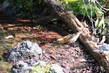 Red Crossbill 西湖野鳥の森公園 Sun, 3/31/2024