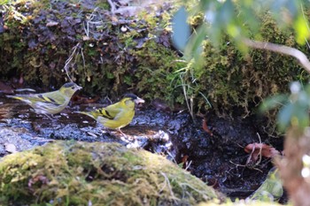 Eurasian Siskin 西湖野鳥の森公園 Sun, 3/3/2024