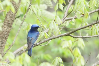 Blue-and-white Flycatcher 長野県上伊那 Sat, 4/27/2024