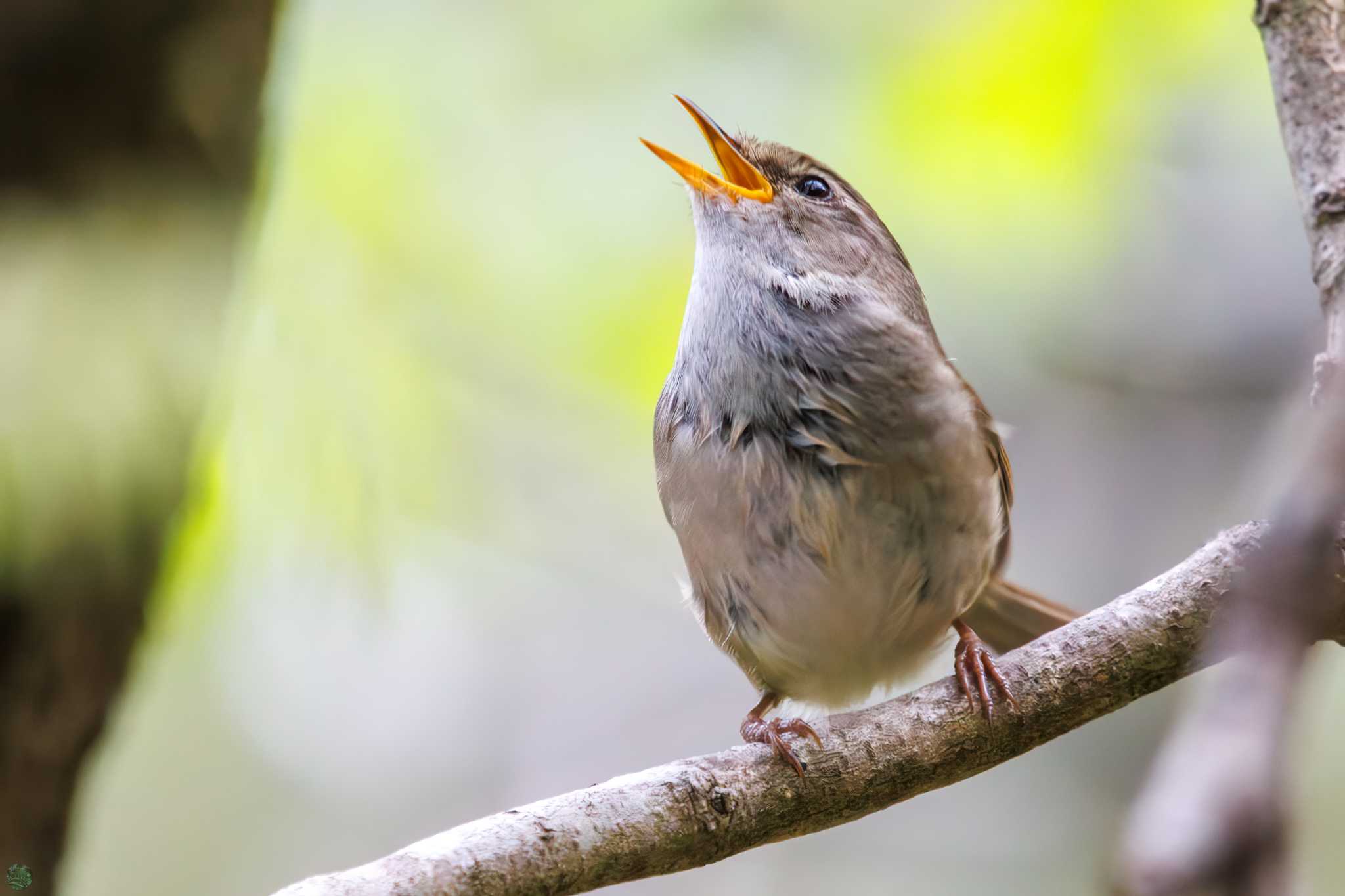 Japanese Bush Warbler