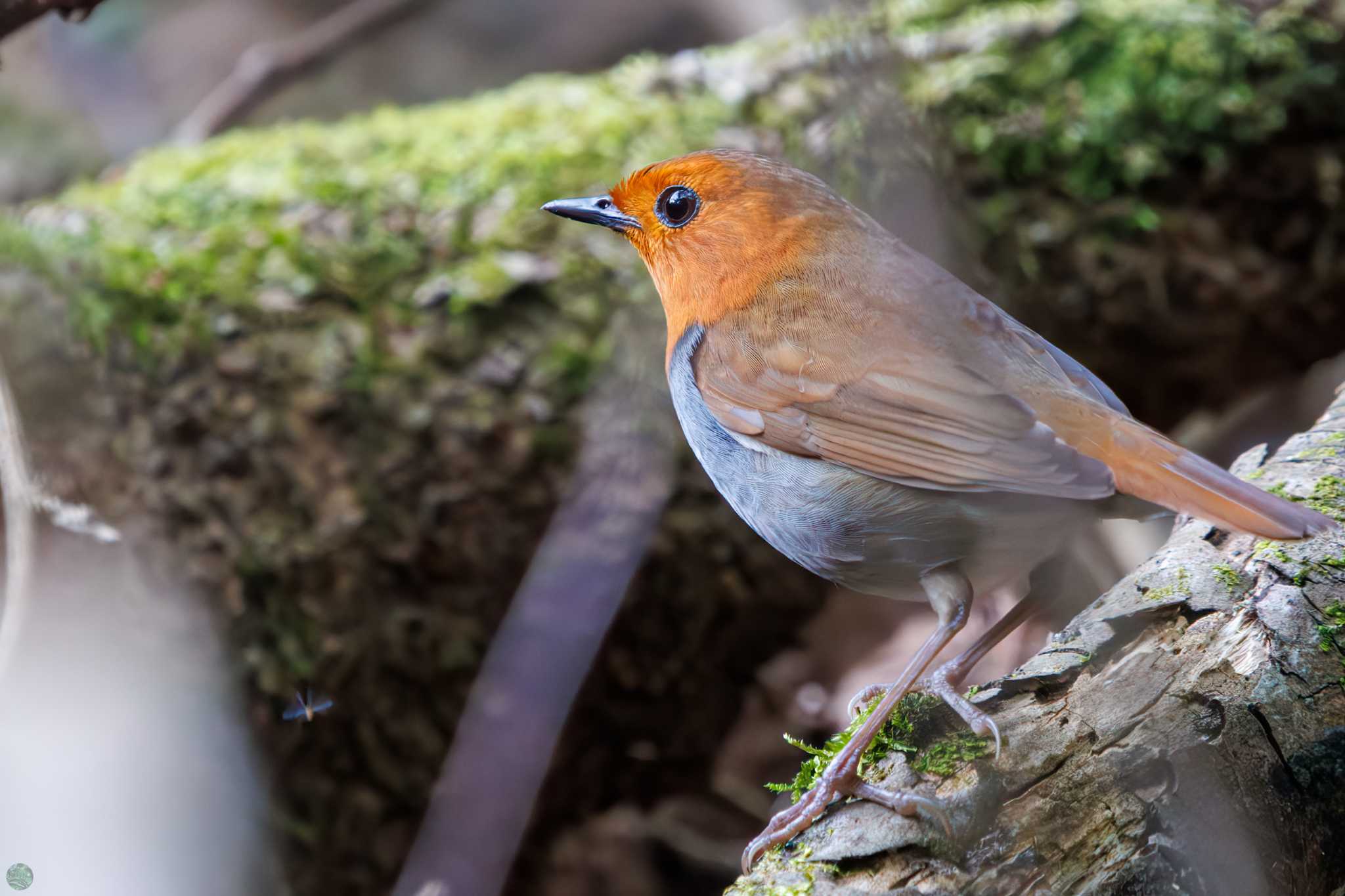 Photo of Japanese Robin at Hayatogawa Forest Road by d3_plus