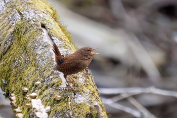 Eurasian Wren Hayatogawa Forest Road Sat, 4/20/2024