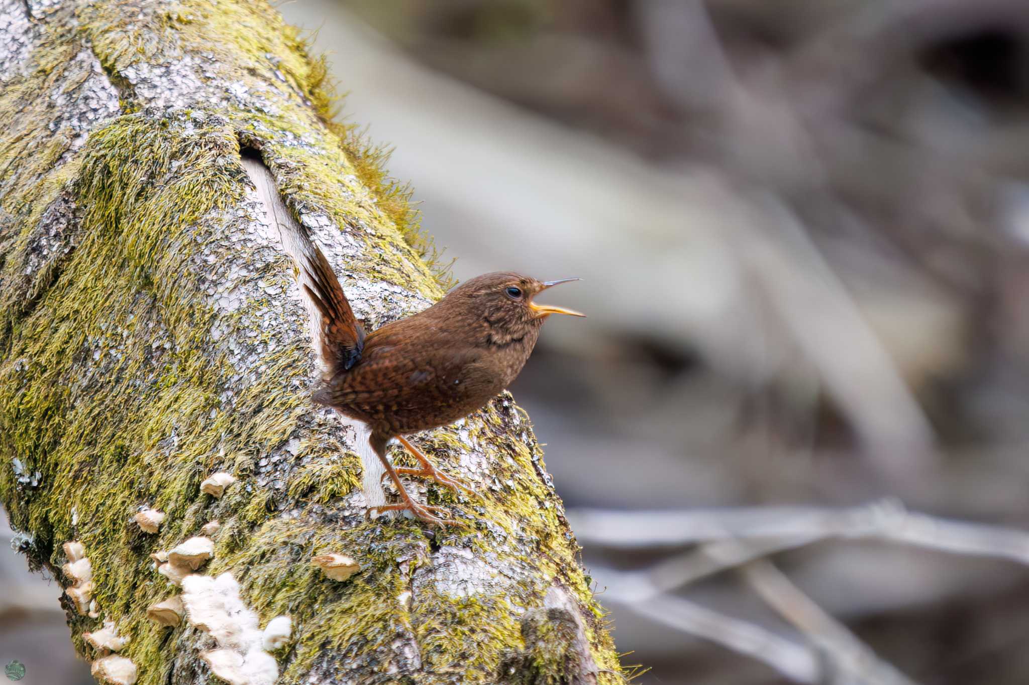 Eurasian Wren