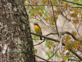 Narcissus Flycatcher 荒沢湿原 Fri, 4/26/2024