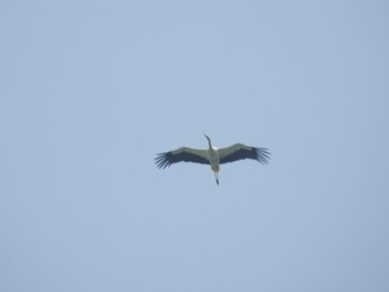 Oriental Stork Watarase Yusuichi (Wetland) Mon, 4/29/2024