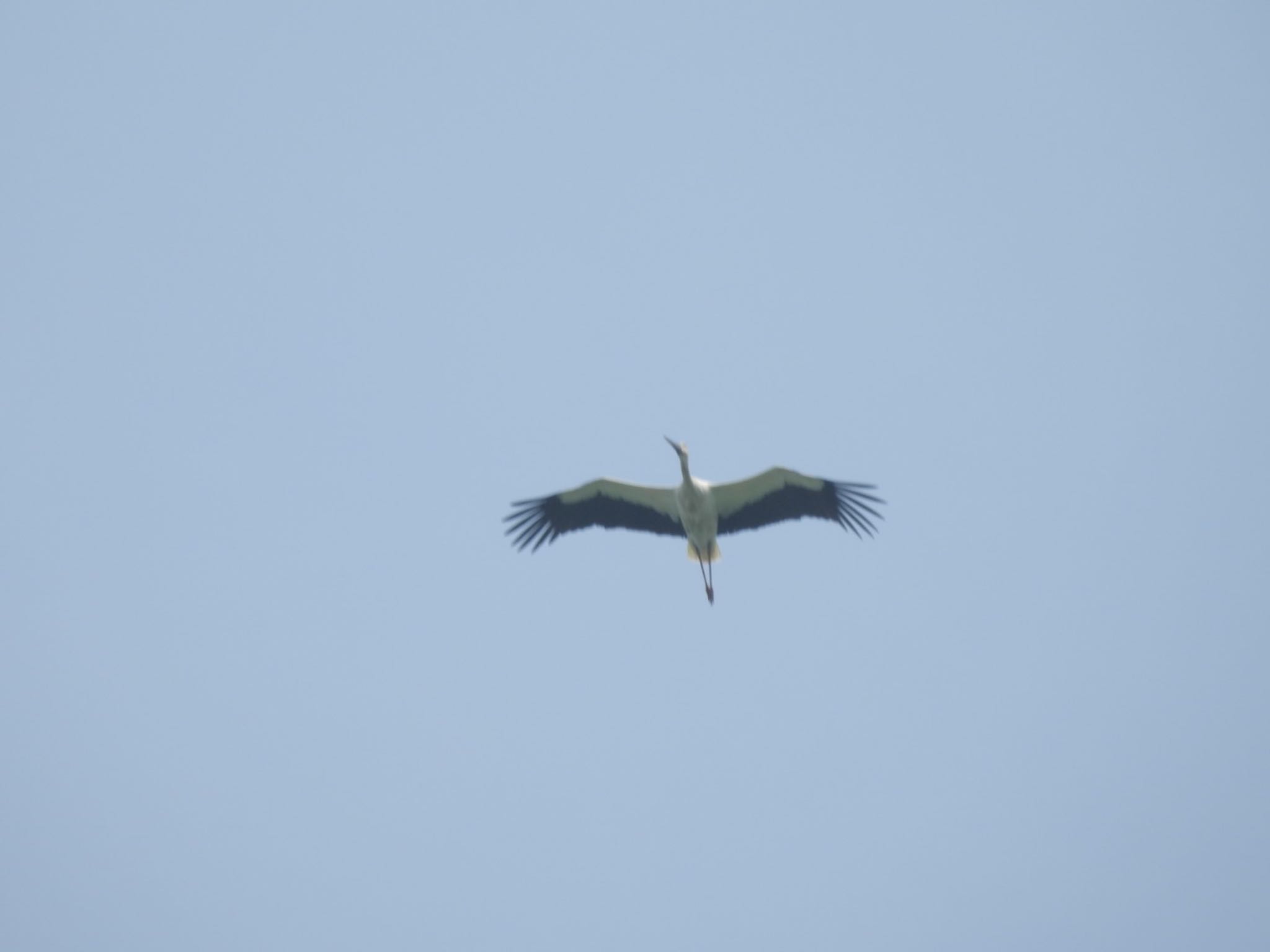 Oriental Stork