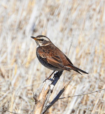 Dusky Thrush Unknown Spots Sat, 3/9/2024