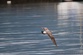 Pallas's Gull