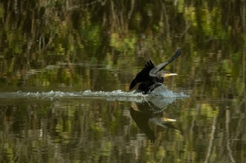 カワウ 豊丘村 2024年4月7日(日)