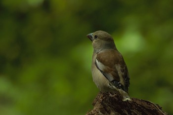 Hawfinch 飯田市 Wed, 4/17/2024