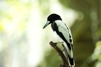 Hooded Butcherbird Ubud Sat, 1/13/2024