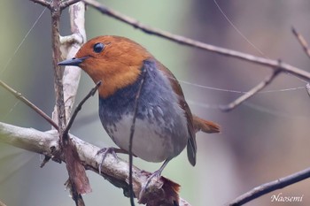 Japanese Robin 伊香保森林公園 Tue, 4/30/2024