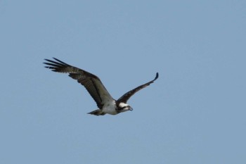 Osprey 多摩川 Mon, 4/29/2024