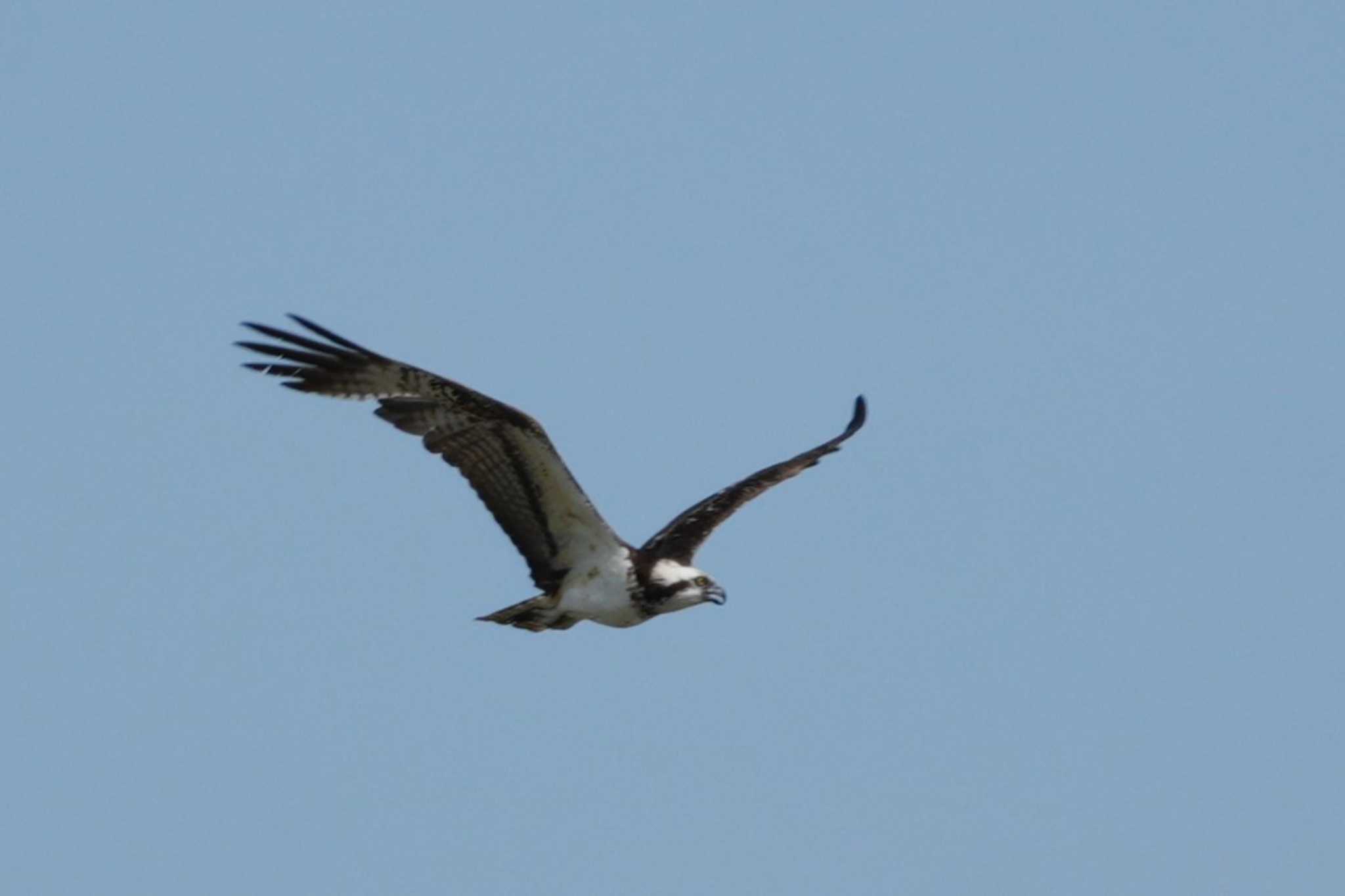 Photo of Osprey at 多摩川 by ツートン