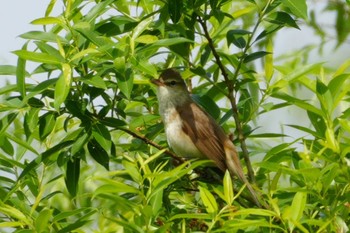 Oriental Reed Warbler 多摩川 Mon, 4/29/2024