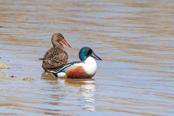 Northern Shoveler 皿池(明石市大久保町) Sat, 3/30/2024