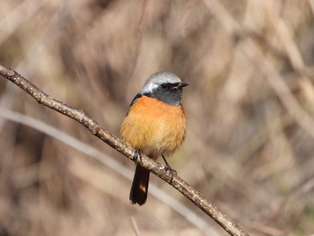 Daurian Redstart Hayatogawa Forest Road Sun, 3/3/2024