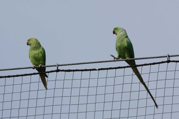 Indian Rose-necked Parakeet 東京都 Mon, 4/29/2024