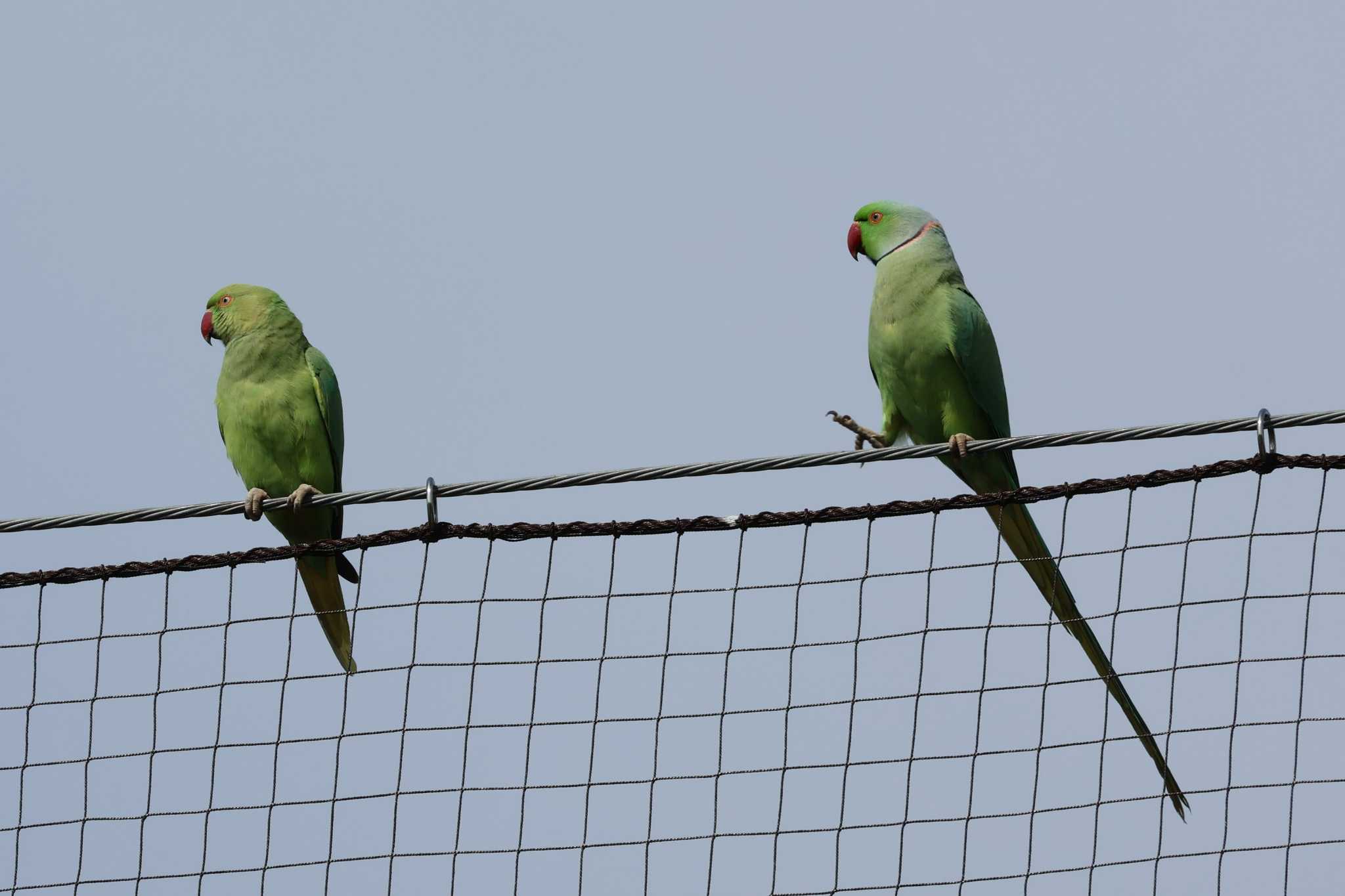 東京都 ワカケホンセイインコの写真 by アカウント8018