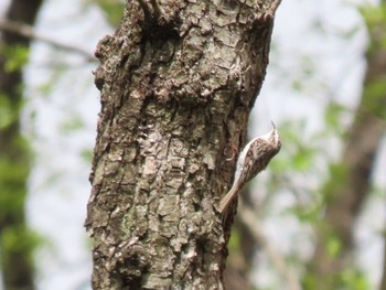 Eurasian Treecreeper 荒沢湿原 Fri, 4/26/2024