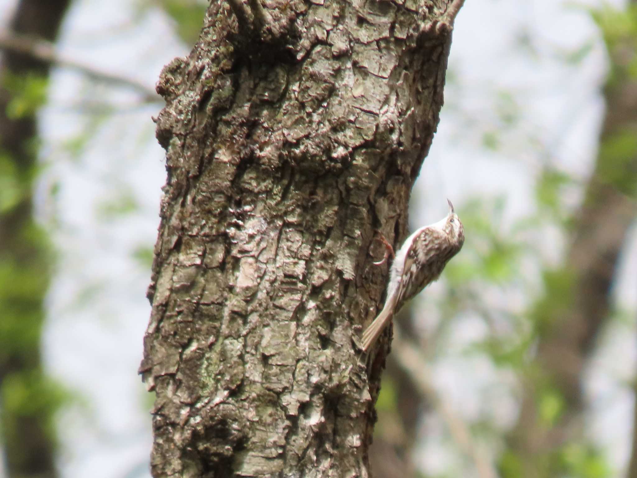 Eurasian Treecreeper