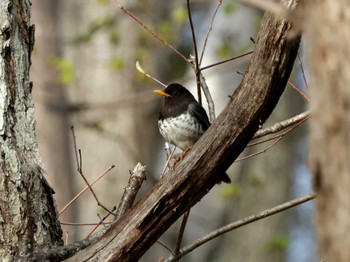 Japanese Thrush Nishioka Park Wed, 5/1/2024