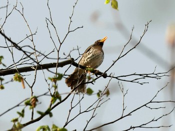 Japanese Thrush Nishioka Park Wed, 5/1/2024